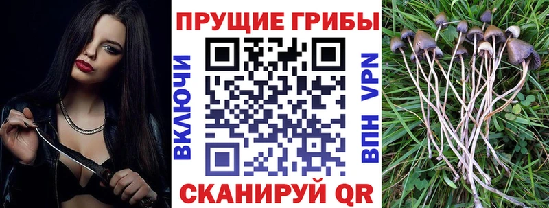 Псилоцибиновые грибы прущие грибы  Купить где  Кондрово 